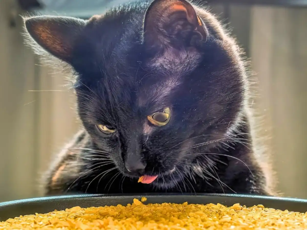 Cat Smell Food