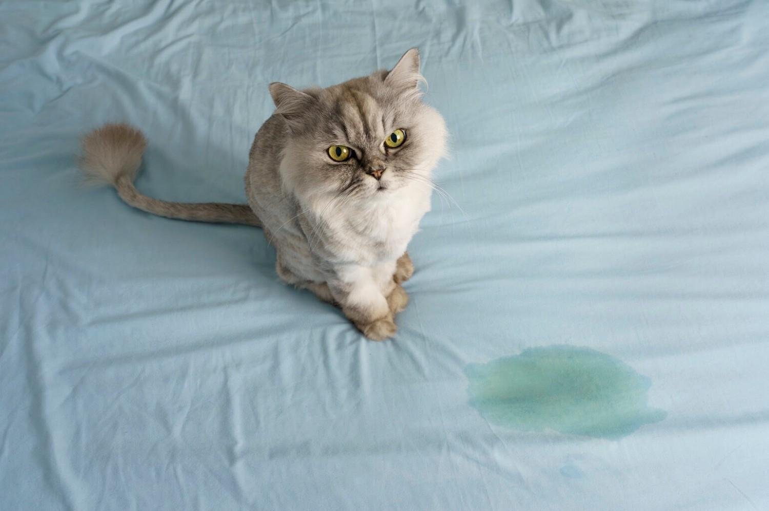 Cat Suddenly Started Peeing