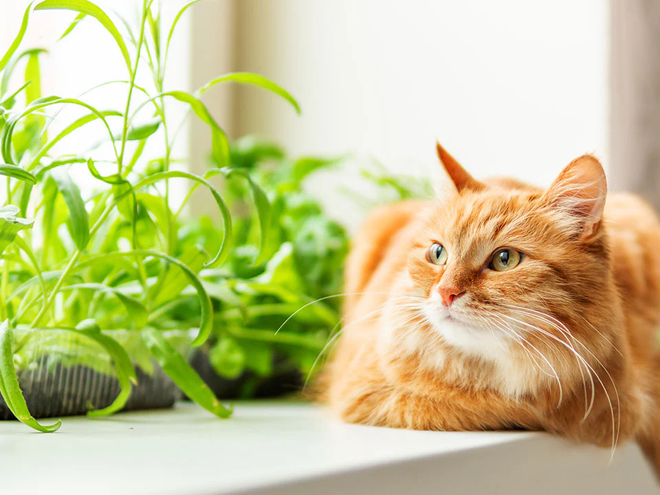 Cat Years Really Compare to Human Years