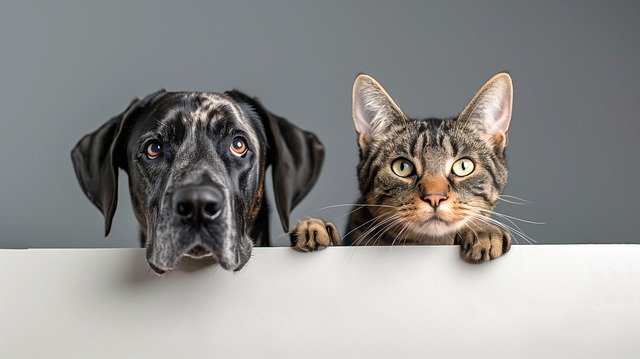 Cat and Dog