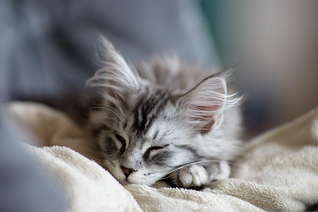 Cats Always End Up Sleeping