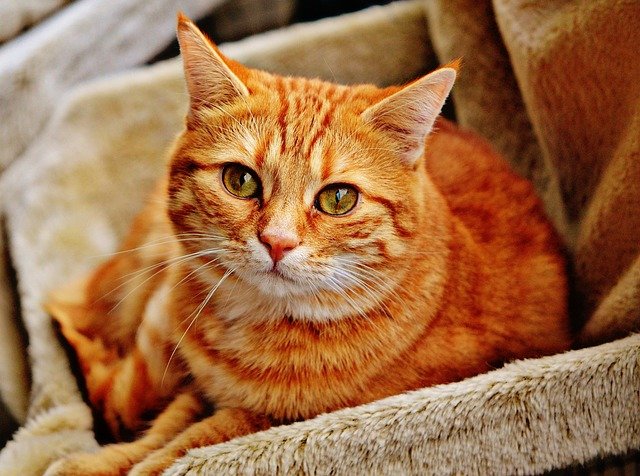 Cat's Behavior