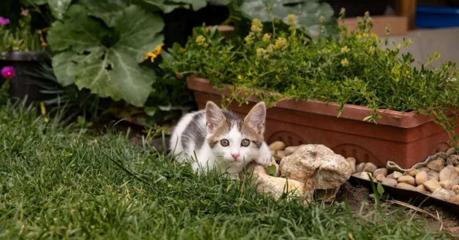 Cats Out of Raised Garden Beds