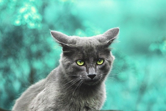 Cats That Don’t Shed