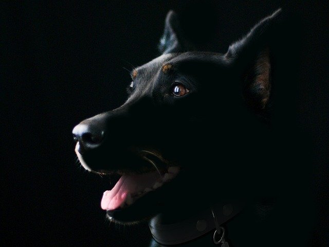 Cost of Dog Xanax