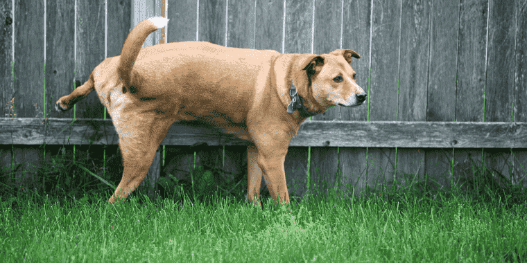 Dog Go Without Peeing