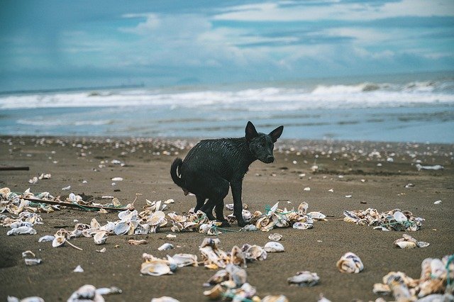 Dog Go Without Pooping