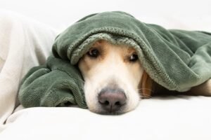 Dog Has a Fever