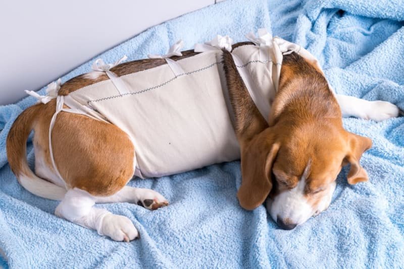 Dog Need Pain Meds After Neutering