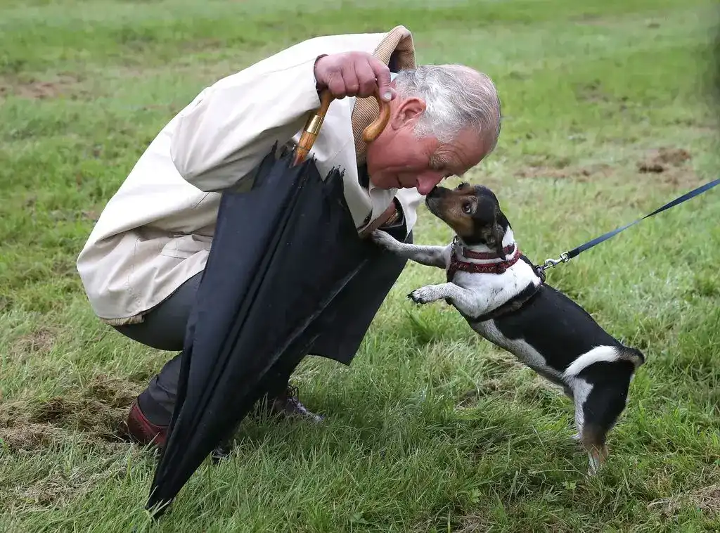 Dog Who Calls The Imperial Palace Garden