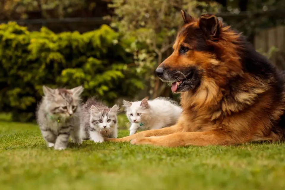 Dog and Cat Fleas