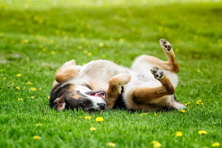Dogs Roll Around in the Grass