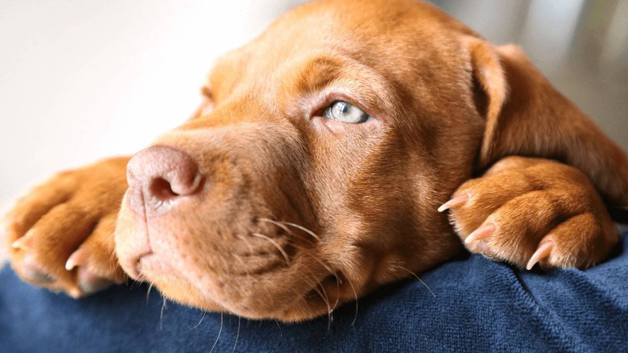 Dogs Settle Down