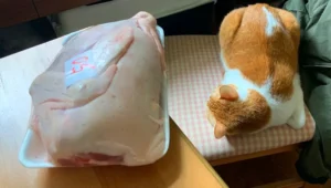 Duck Meat for Cats