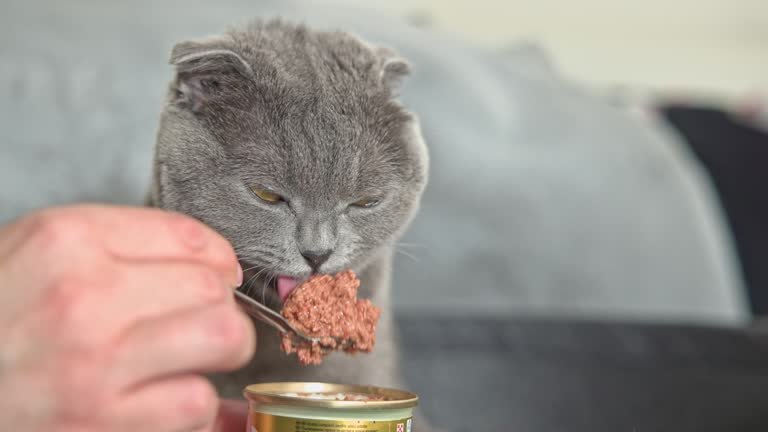 Feeding Cats Canned Tuna