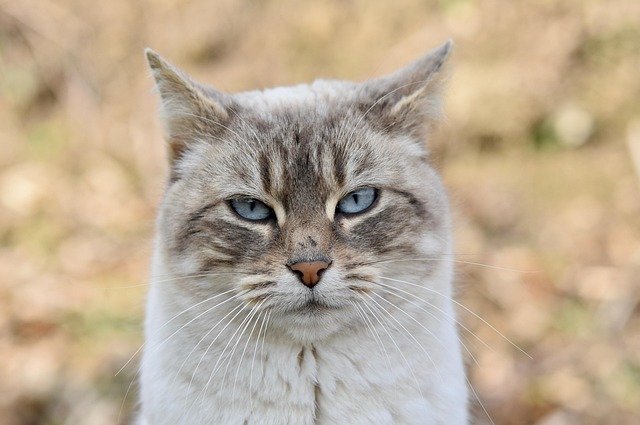Finding a Lost Cat