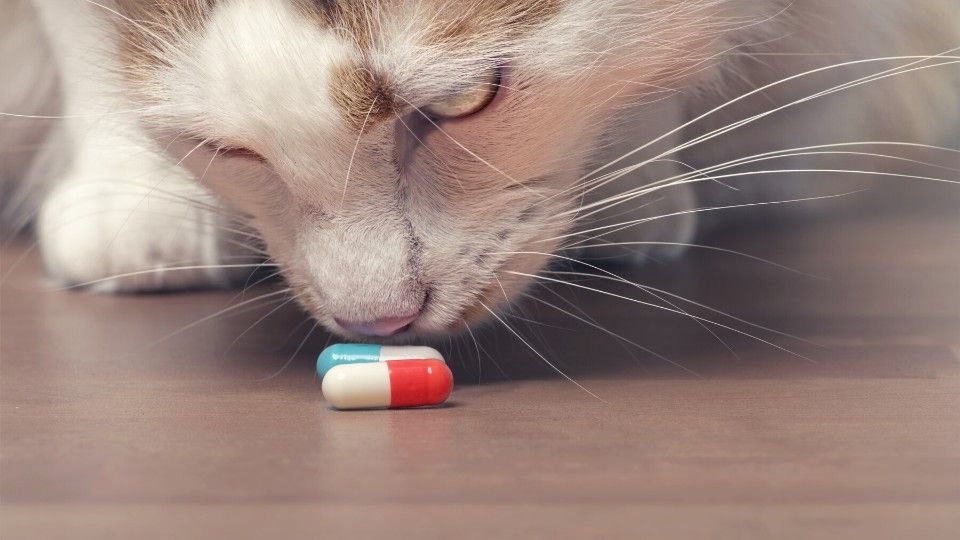 Gabapentin Kicks In for Cats