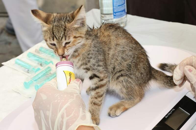 Get Pills Into Stubborn Cats