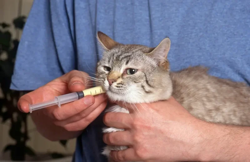 Give a Cat Medicine with a Syringe