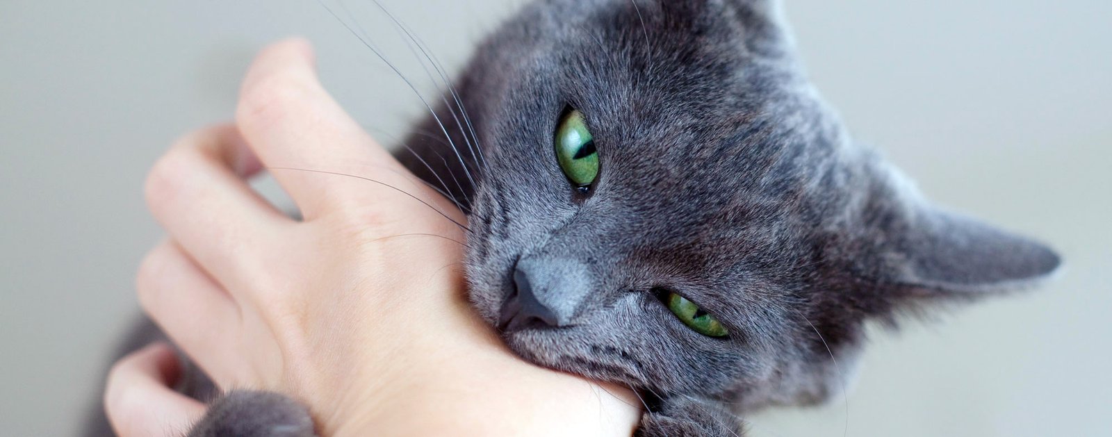 Helping a Cat Stop Biting