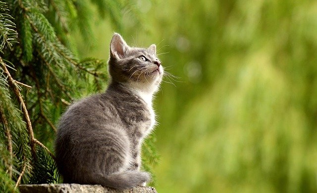 How Long Cats Stay In Season