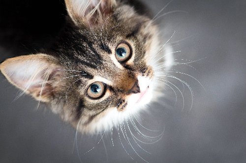 How Many Whiskers Does a Cat Have