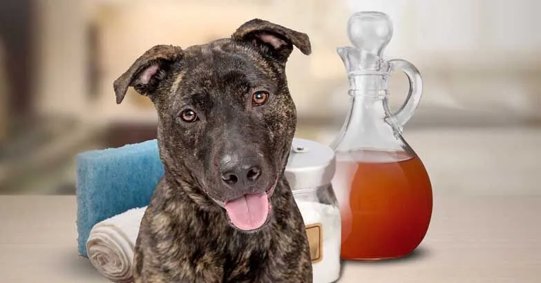 Is Apple Cider Vinegar Good for Dogs