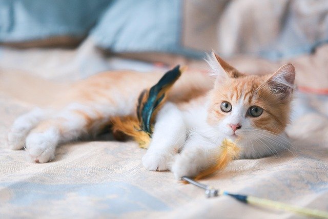 Keeping Cats Calm During Grooming