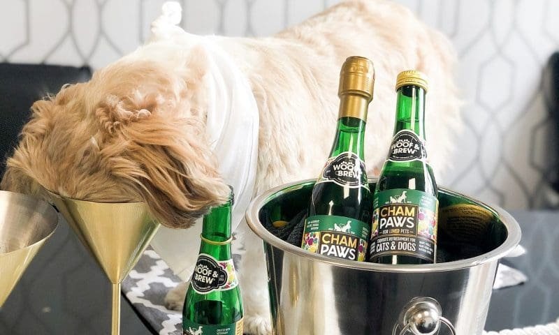Kind of Dog Was in Champagne