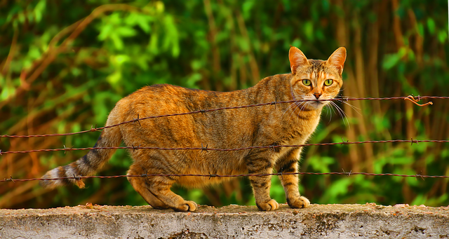 Live with Cats During Pregnancy