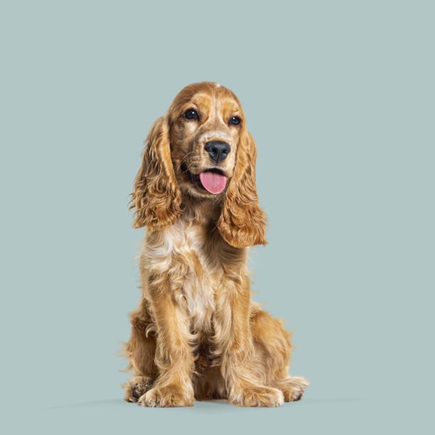 Refine a Cocker Spaniel on Paper