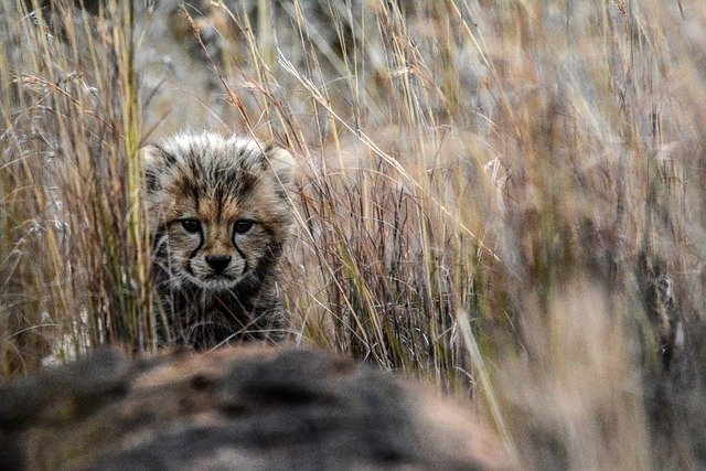 Savannah Cat Cost