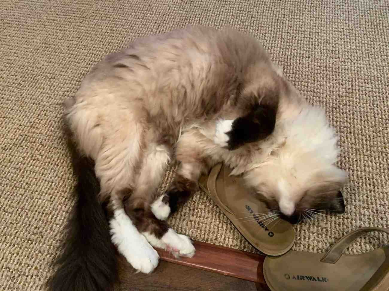 Scentsy Wax Melts and Cat Safety