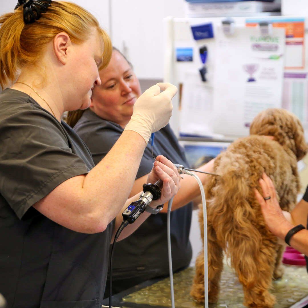 Seminal Fluid From a Stud Dog