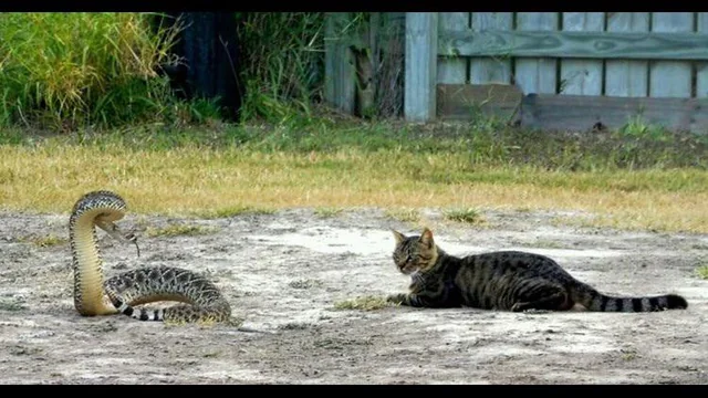 Snakes and Cats on Rural Calls