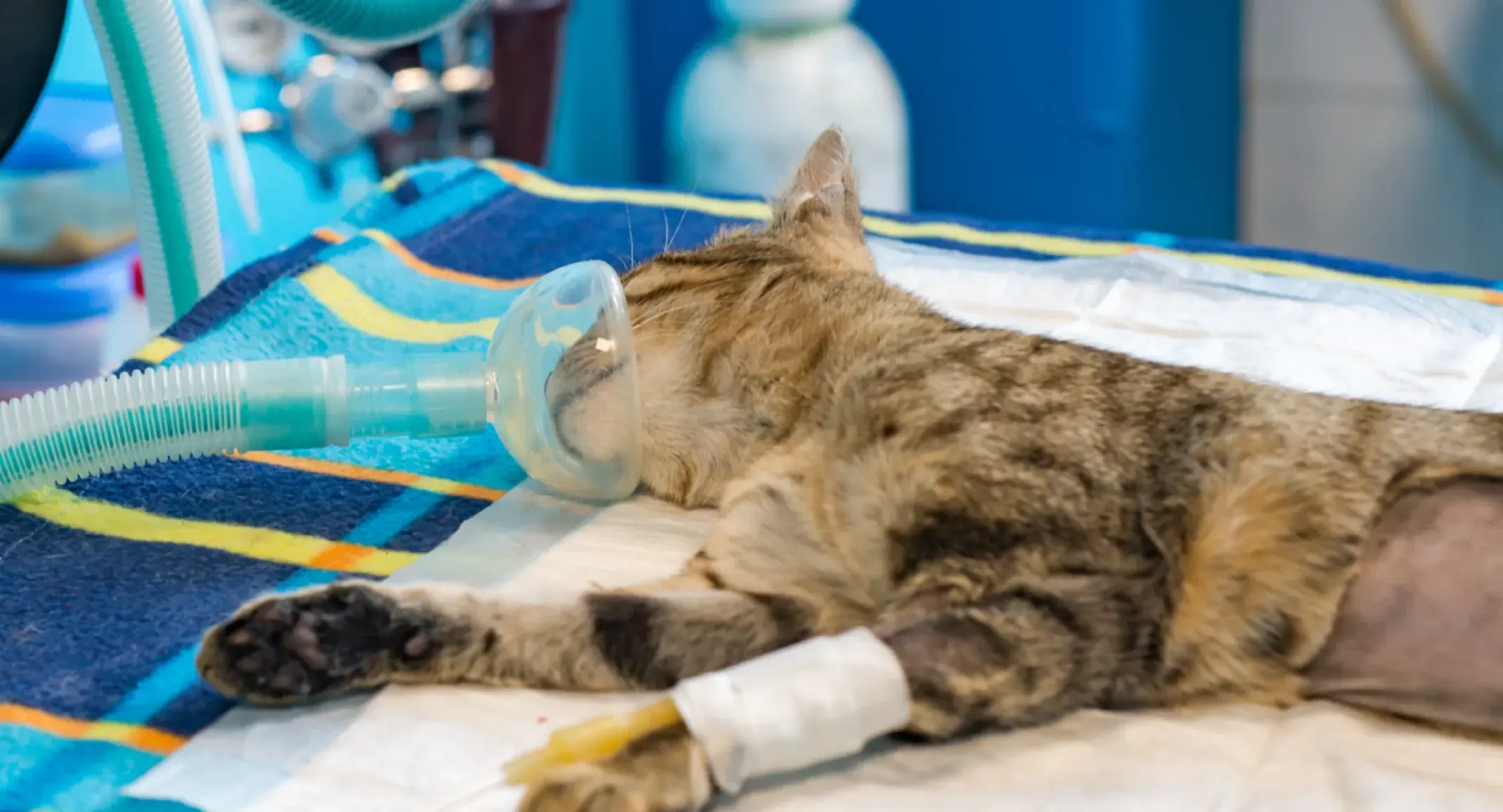 Spaying And Neutering Cats