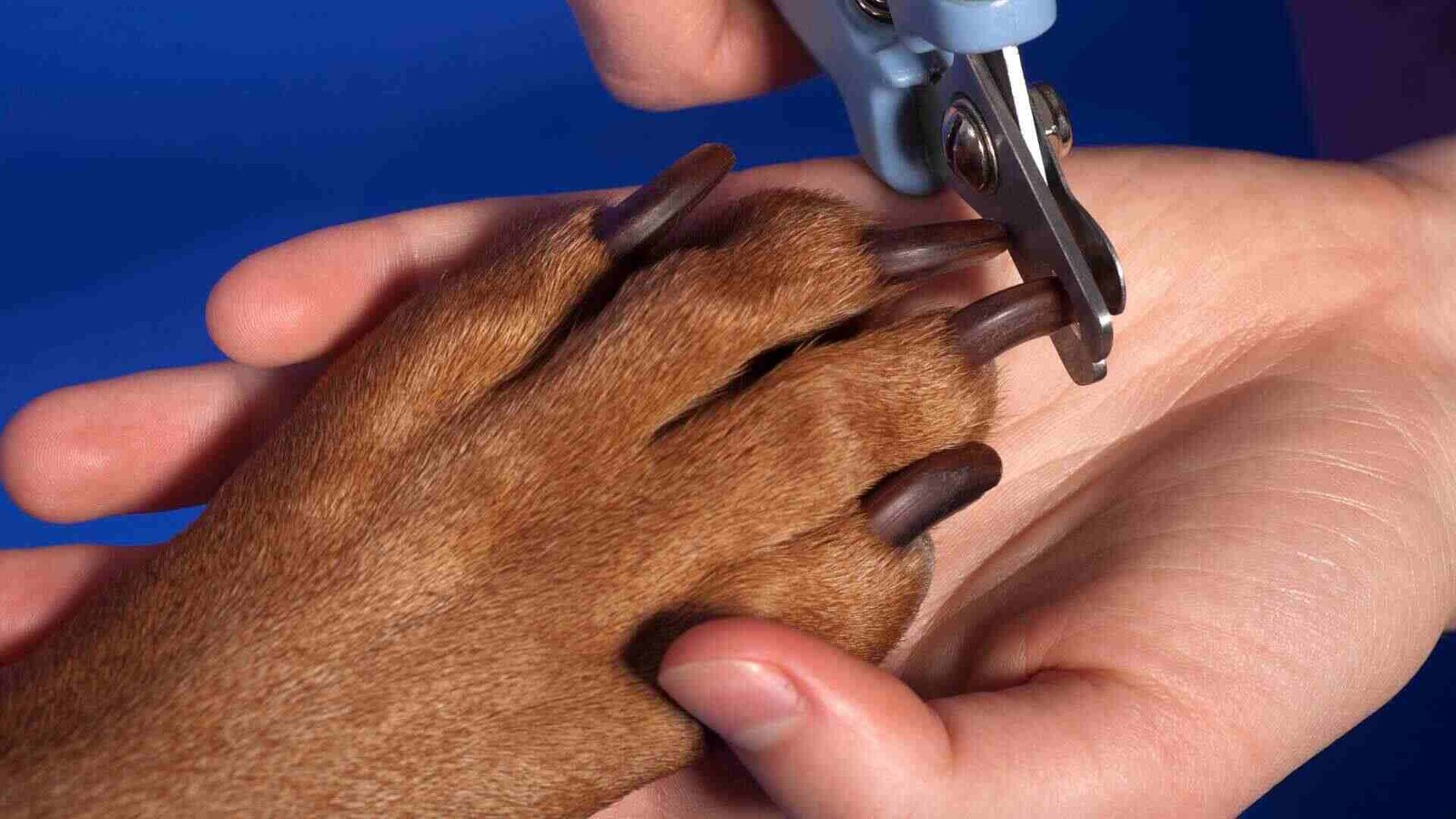 Stop Bleeding After Cutting a Dog’s Nail