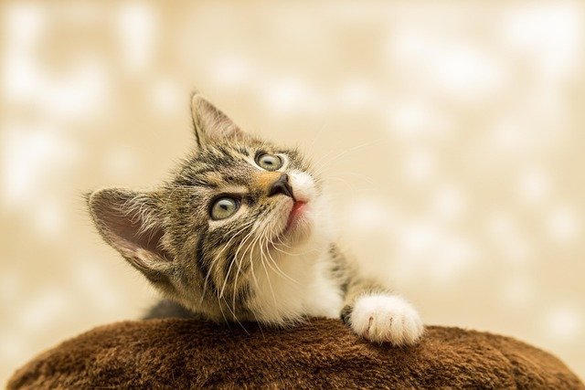 Stopping a Cat From Biting