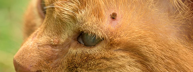 Tick Control in Cats