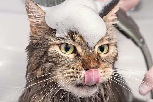 Use Normal Shampoo on Cats