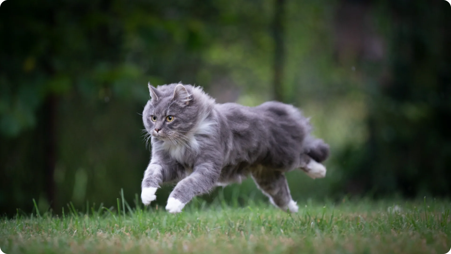 Why Cats Get Zoomies