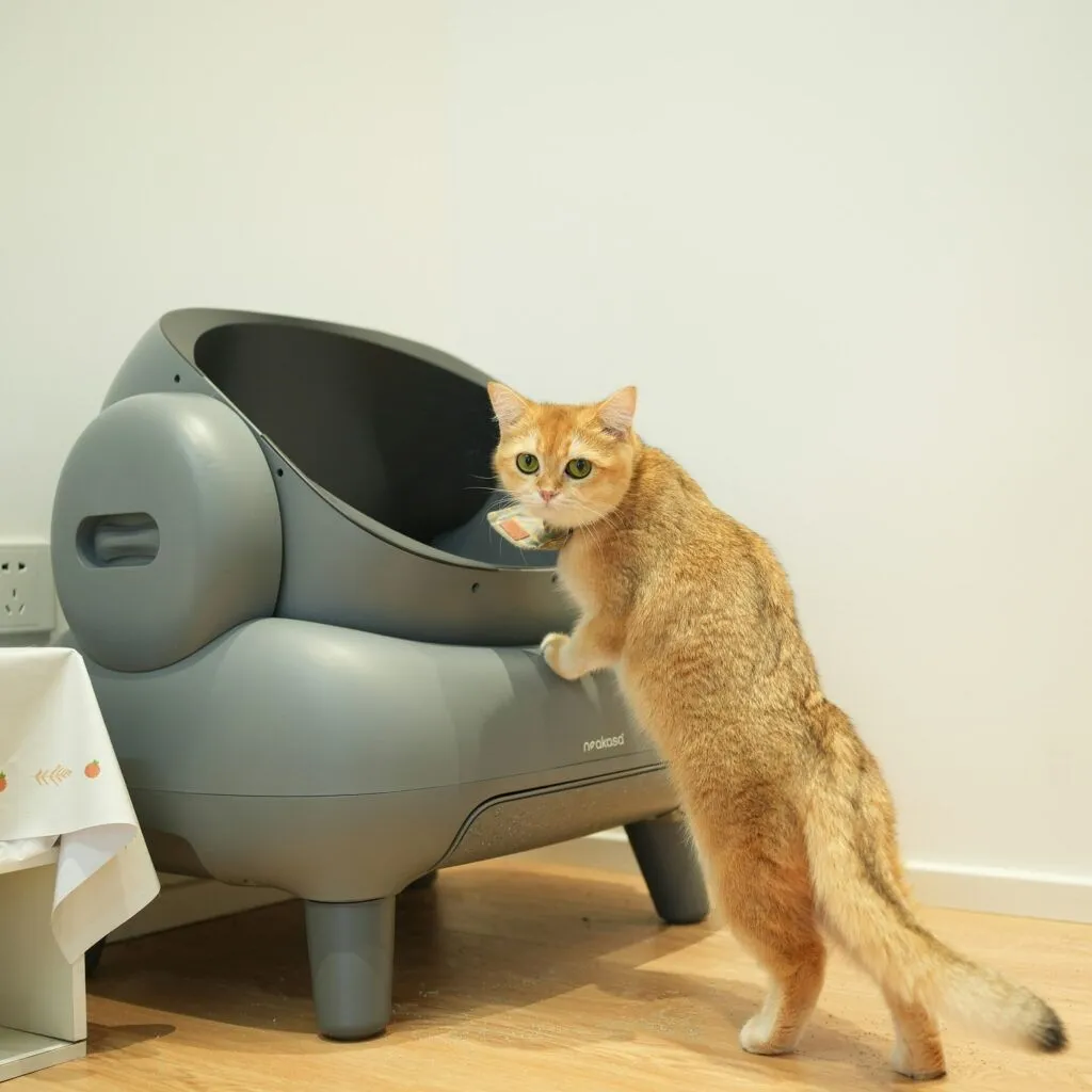 Why My Cat Started Pooping