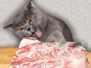 Can Cats Eat Beef