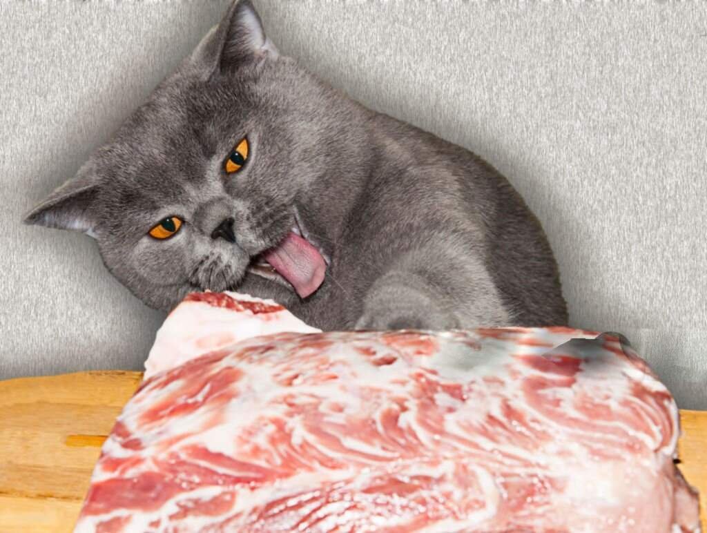 Can Cats Eat Beef