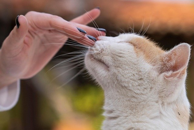 Can a Cat Have a Stroke