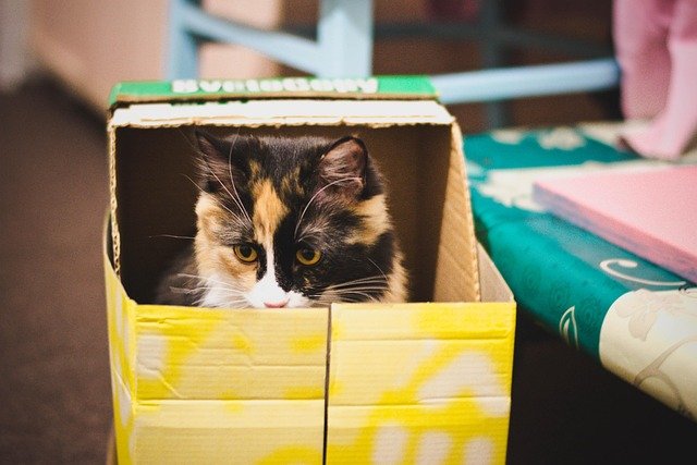 Cats Share a Litter Box
