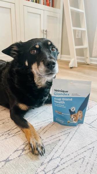 Does Glandex Really Work for Dogs
