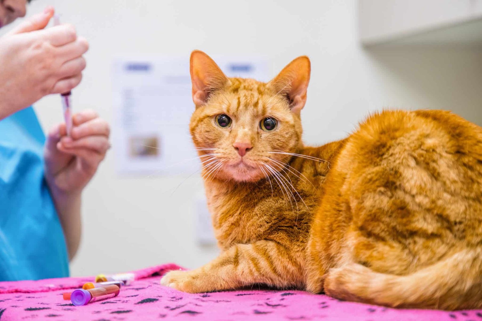 FIP Diagnosis in Cats