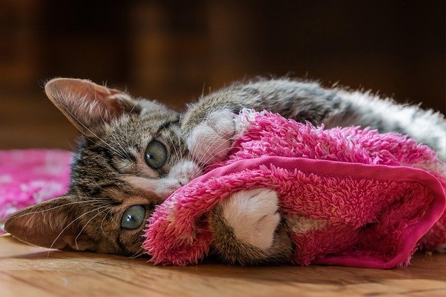 Keep Cats Healthy