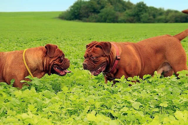 Months Does a Dog Take to Give Birth